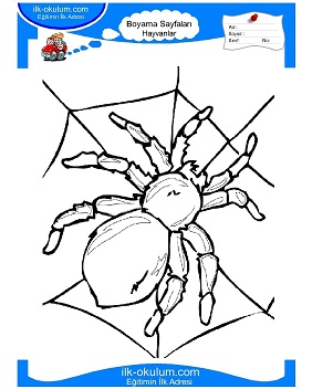 Çocuklar İçin örümcek Boyama Sayfaları 